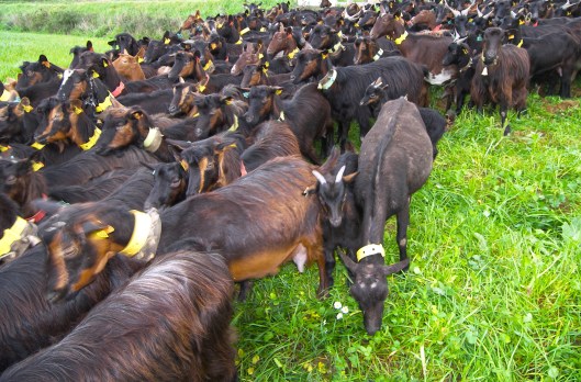 Mila_Ferreira_Rebanho5