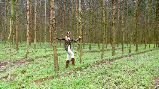 Mila_Ferreira_Eucaliptos7