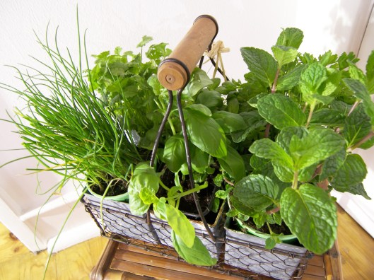 Mila_Ferreira_Ervas6